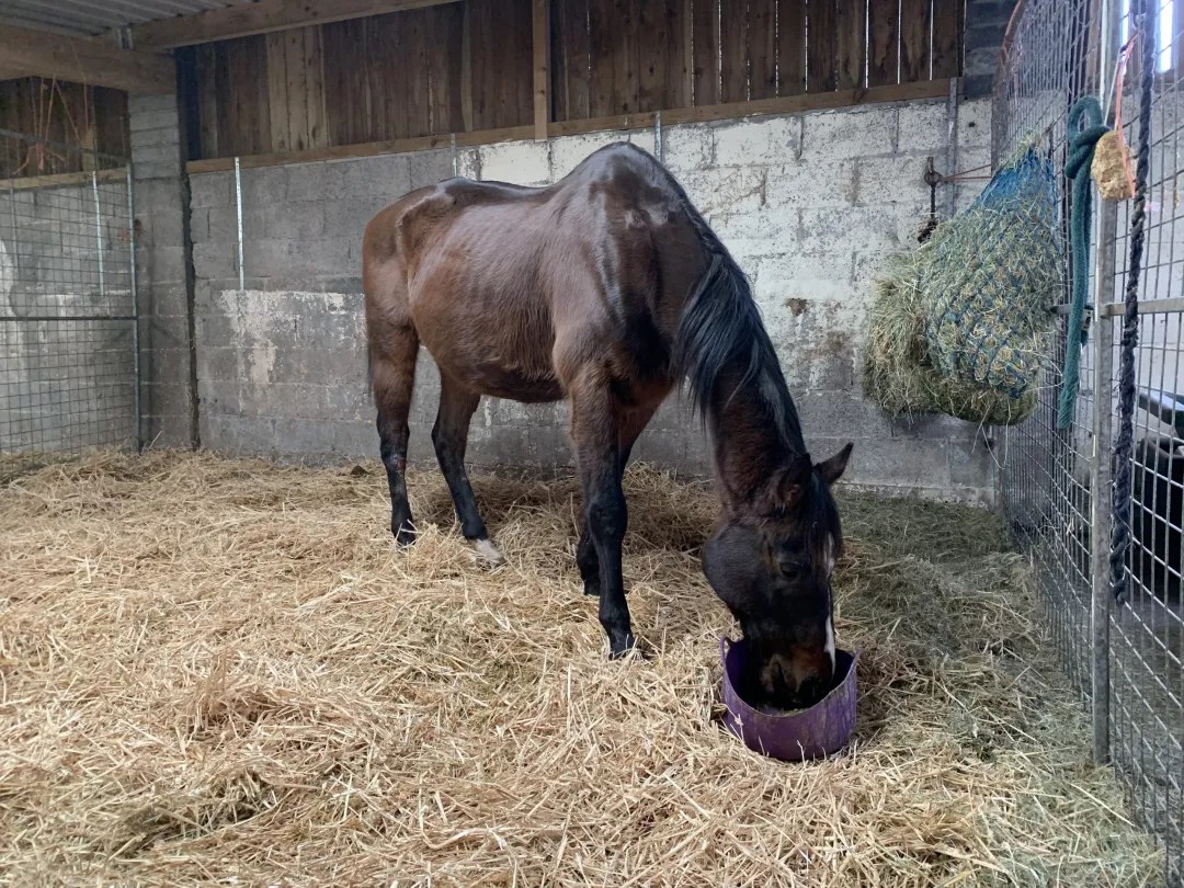 Lluest Horse and Pony Trust – Llandeilo Community Hub